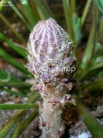 broomrape, small